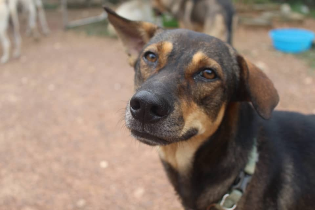 how to help stray dogs