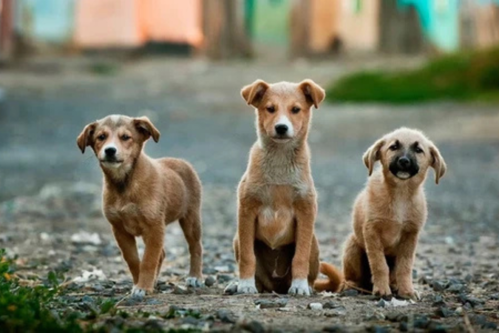 donate to help stray dogs