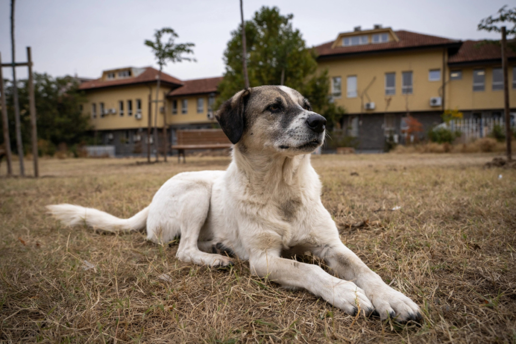 donate to help stray dogs