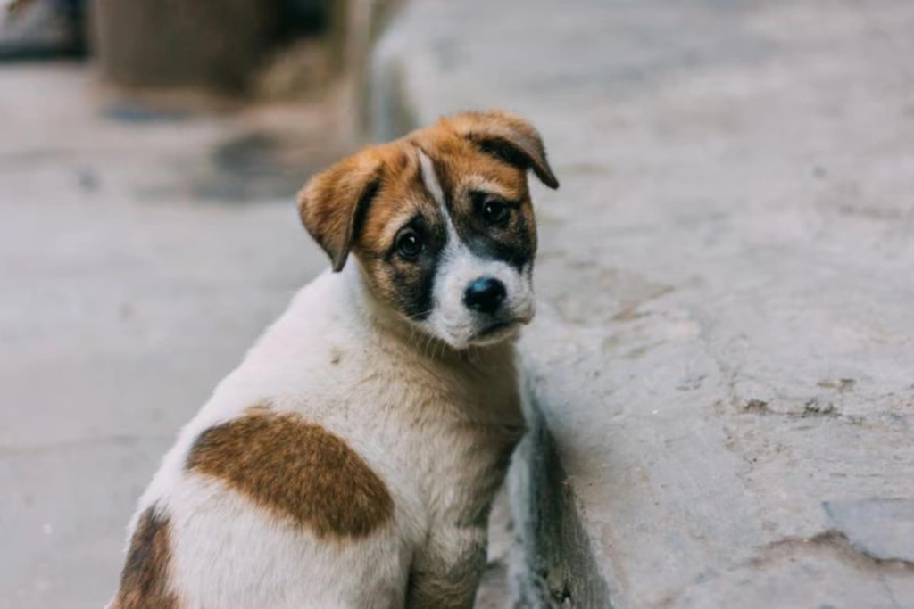 donate to help stray dogs