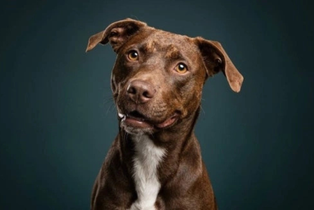 donate to help stray dogs