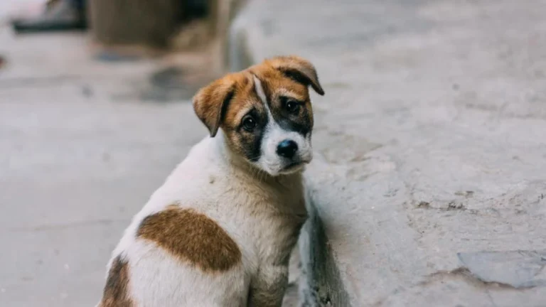 stray dog looking back on road