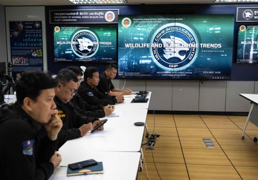 thailand-s-wildlife-crime-crackdown-inside-the-raids-that-uncovered-leopards-hidden-corals-and-the-dark-reality-of-illegal-animal-trade-featured